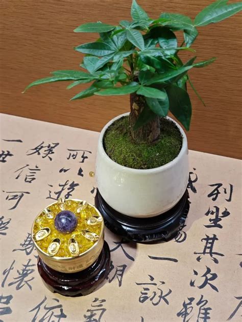 聚寶盆植物|聚寶盆花怎麼養